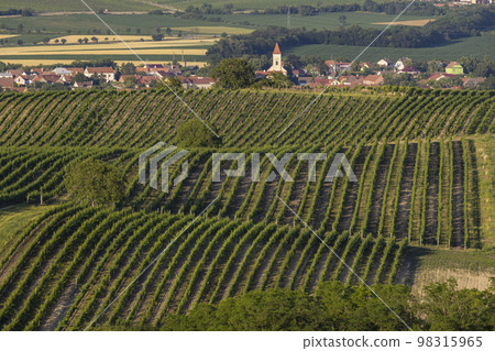Vineyards under Palava, Southern Moravia, Czech Republic Vineyards under Palava, Southern Moravia, Czech Republic 98315965
