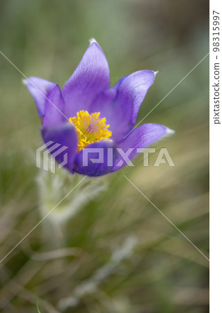 Pasque flower, National park Podyji, Southern Moravia, Czech Republic 98315997