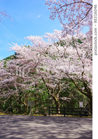兵庫縣淡路島 Yuzuruha 水壩公園的櫻花 98316046