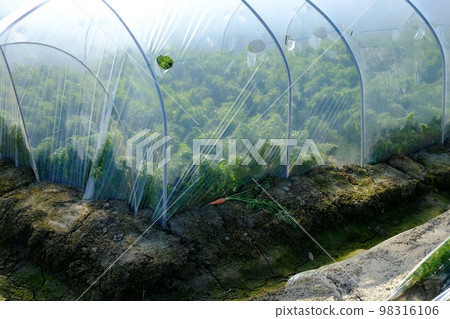 胡蘿蔔溫室栽培 胡蘿蔔溫室栽培 98316106