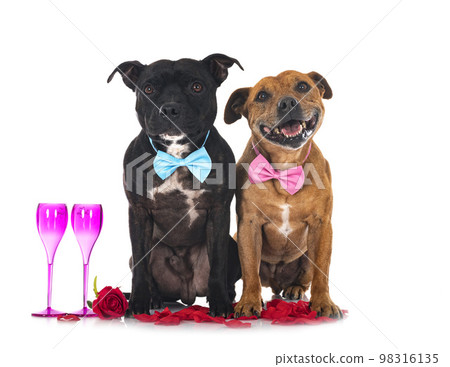staffordshire bull terriers 98316135