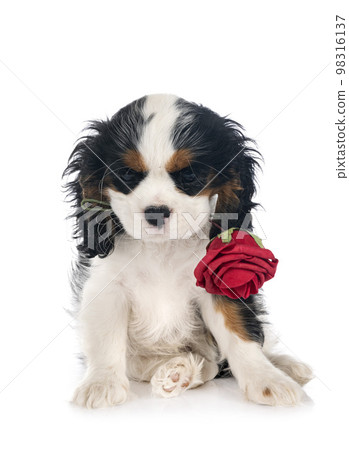 cavalier king charles cavalier king charles 98316137