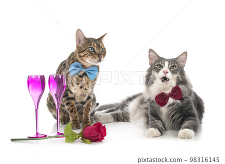 Norwegian Forest cat and bengal cat Norwegian Forest cat and bengal cat 98316145