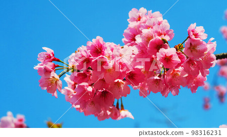 Scenery of Angyo cherry blossoms at Mitsuzoin Temple (Kawaguchi City, Saitama Prefecture) (2022) 98316231