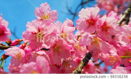 Scenery of Angyo cherry blossoms at Mitsuzoin Temple (Kawaguchi City, Saitama Prefecture) (2022) 98316236