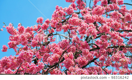 Scenery of Angyo cherry blossoms at Mitsuzoin Temple (Kawaguchi City, Saitama Prefecture) (2022) 98316242
