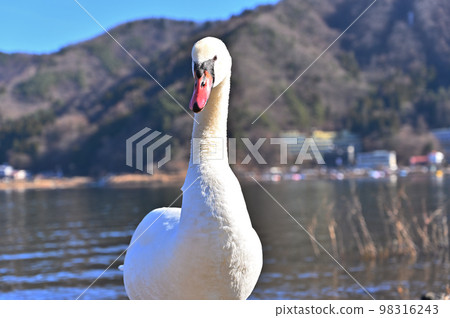 Mute Swan of Lake Kawaguchi (Yamanashi Prefecture) 98316243