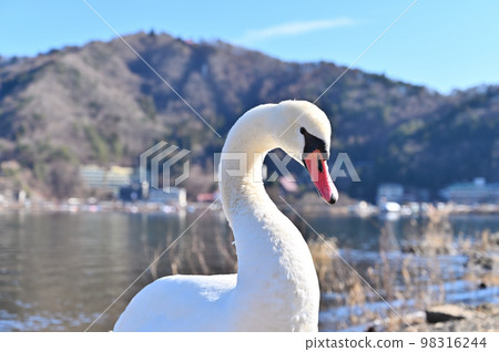 Mute Swan of Lake Kawaguchi (Yamanashi Prefecture) 98316244
