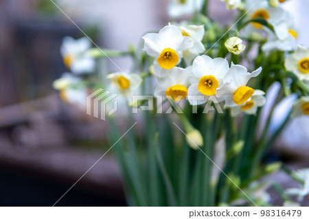 水仙花早期的春天圖像 98316479