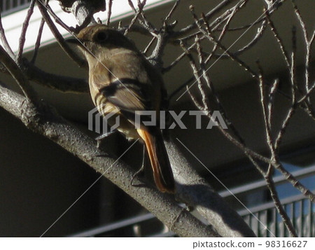 This is a redstart with the shadow of a twig on its wings. 98316627