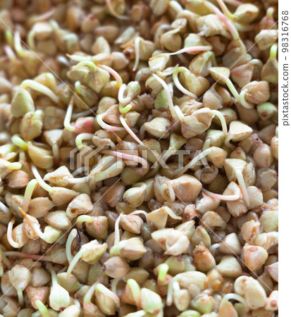 Sprouting of the seeds (buckwheat seeds) Sprouting of the seeds (buckwheat seeds) 98316768
