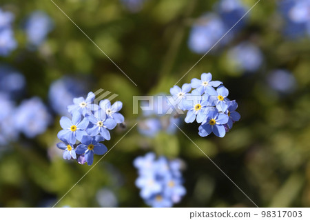 Ultramarine forget-me-not 98317003