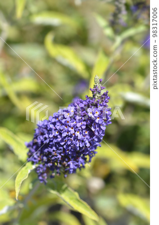 Summer lilac Buzz Midnight Summer lilac Buzz Midnight 98317006