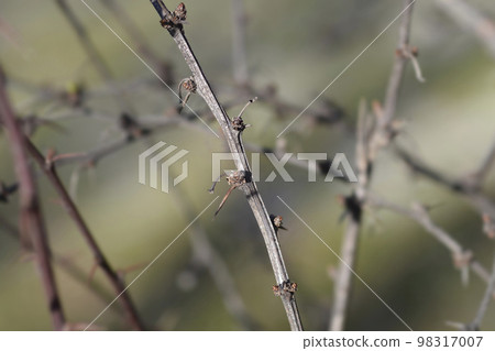 Purple Japanese barberry 98317007