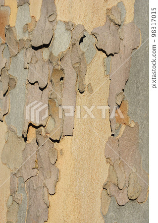 London plane 98317015