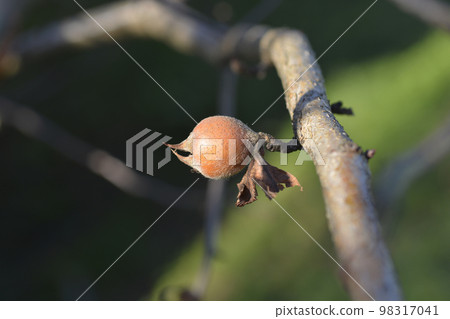 Common medlar Common medlar 98317041