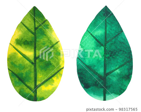 green leaf tree plant eco energy ecology nature power environmental concept save earth concept leaf shape icon logo sign symbol art watercolor painting illustration bio protect 98317565
