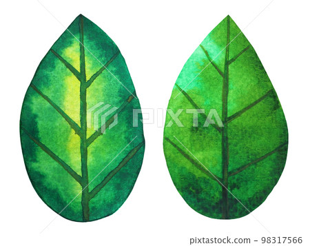 green leaf tree plant eco energy ecology nature power environmental concept save earth concept leaf shape icon logo sign symbol art watercolor painting illustration bio protect green leaf tree plant eco energy ecology nature power environmental concept save earth concept leaf shape icon logo sign symbol art watercolor painting illustration bio protect 98317566