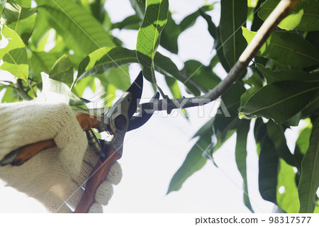 Gardener pruning trees with pruning shears on nature background. 98317577