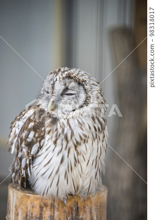 Adachi Biological Garden Hondo Owl Adachi Biological Garden Hondo Owl 98318017