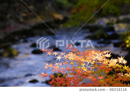 有色葉的秋天圖像公園 有色葉的秋天圖像公園 98318116