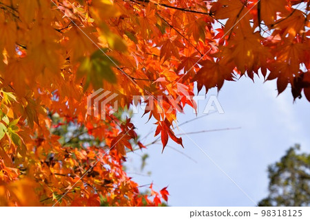 有色葉的秋天圖像公園 有色葉的秋天圖像公園 98318125