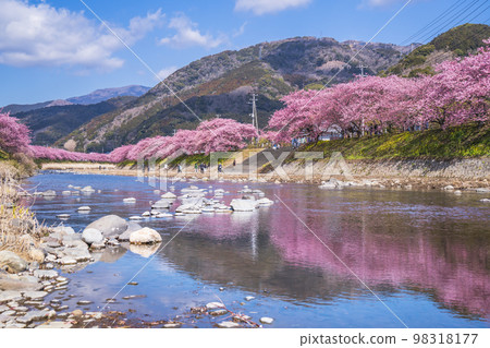 賞櫻名所:河津川沿岸的櫻花樹【靜岡縣賀茂郡河津町】 賞櫻名所:河津川沿岸的櫻花樹【靜岡縣賀茂郡河津町】 98318177