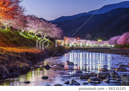 櫻花名勝 河津川沿岸的櫻花樹點燈 [靜岡縣賀茂郡河津町] 98318185