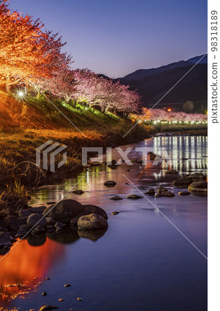 櫻花名勝 河津川沿岸的櫻花樹點燈 [靜岡縣賀茂郡河津町] 98318189