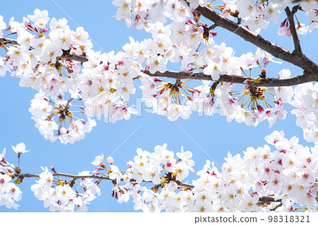 Cherry blossoms and sky Cherry blossoms and sky 98318321