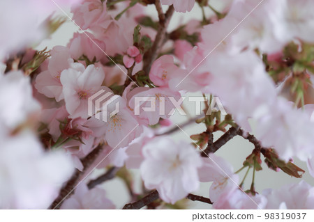 Sakura 0260 Sakura 0260 98319037