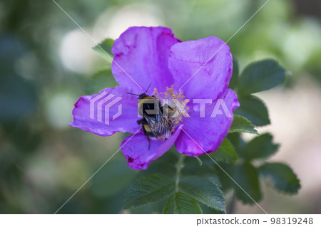 A bee on a wild rose flower close-up. Dog rose surrounded by green leaves in a garden in summer. The bumblebee on rose hip petals. Blooming purple rosehip flower. Selective fokus. A bee on a wild rose flower close-up. Dog rose surrounded by green leaves in a garden in summer. The bumblebee on rose hip petals. Blooming purple rosehip flower. Selective fokus. 98319248
