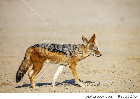 Black backed jackal in Kgalagadi transfrontier park, South Africa Black backed jackal in Kgalagadi transfrontier park, South Africa 98319270