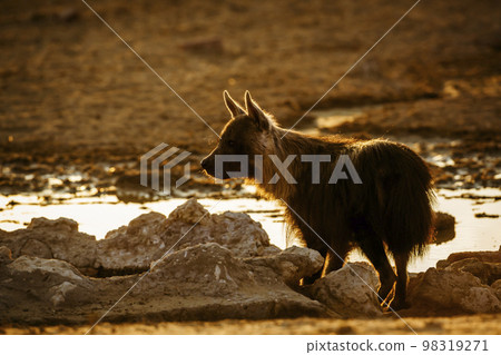 Brown hyena in Kgalagadi transfrontier park, South Africa Brown hyena in Kgalagadi transfrontier park, South Africa 98319271