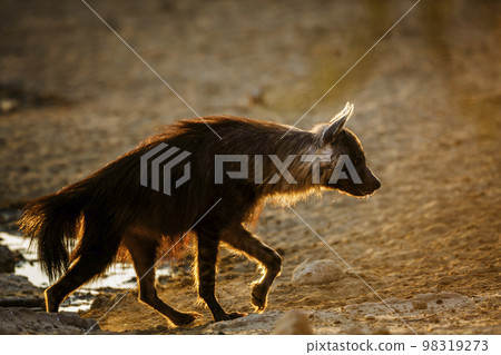 Brown hyena in Kgalagadi transfrontier park, South Africa Brown hyena in Kgalagadi transfrontier park, South Africa 98319273