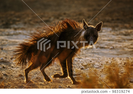 Brown hyena in Kgalagadi transfrontier park, South Africa Brown hyena in Kgalagadi transfrontier park, South Africa 98319274