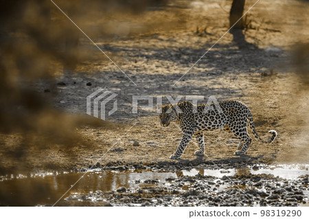 Leopard in Kgalagadi transfrontier park, South Africa 98319290