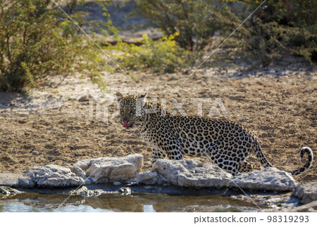Leopard in Kgalagadi transfrontier park, South Africa 98319293
