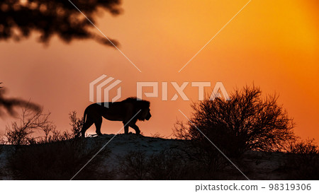 African lion in Kgalagadi transfrontier park, South Africa African lion in Kgalagadi transfrontier park, South Africa 98319306