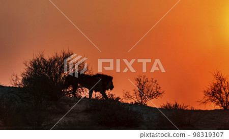 African lion in Kgalagadi transfrontier park, South Africa 98319307