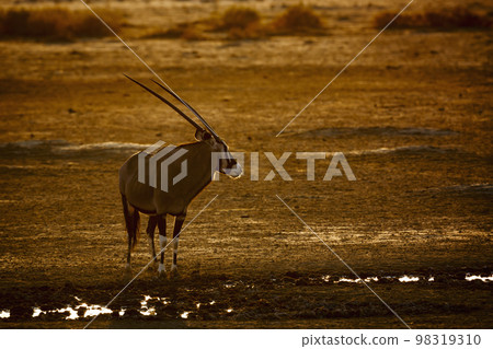 South African Oryx in Kgalagadi transfrontier park, South Africa South African Oryx in Kgalagadi transfrontier park, South Africa 98319310