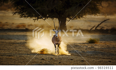 South African Oryx in Kgalagadi transfrontier park, South Africa 98319311