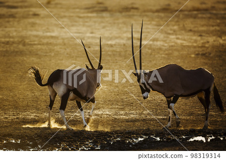 South African Oryx in Kgalagadi transfrontier park, South Africa 98319314