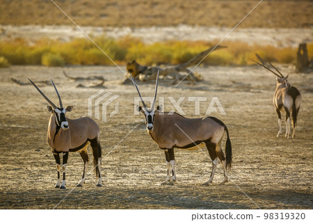 South African Oryx in Kgalagadi transfrontier park, South Africa 98319320