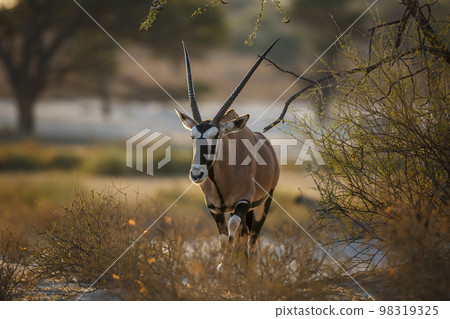 South African Oryx in Kgalagadi transfrontier park, South Africa 98319325