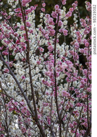 Spring full bloom 98319382