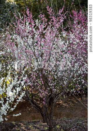 拜林的春天 拜林的春天 98319383