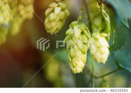Green hop cones hanging on a bush Green hop cones hanging on a bush 98319393