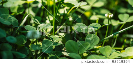 Background of blooming clover with white flowers close up Background of blooming clover with white flowers close up 98319394