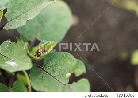 The Colorado potato beetle eats the leaves of an eggplant bush The Colorado potato beetle eats the leaves of an eggplant bush 98319396